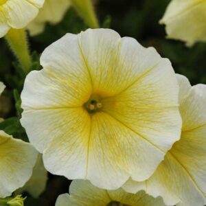 petunia-e3-easy-wave-yellow