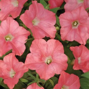 petunia-easy-wave-coral-reef