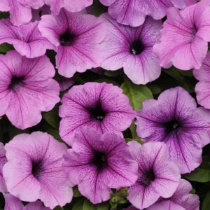 petunia-easy-wave-plum-vein
