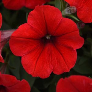 petunia-easy-wave-red