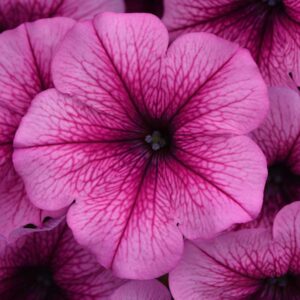 petunia-easy-wave-rose-fusion