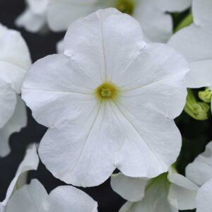 petunia-easy-wave-white