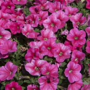 petunia-headliner-lipstick