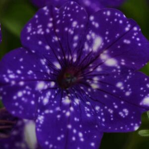 petunia-headliner-night-sky