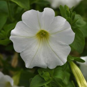 petunia-headliner-white