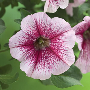 petunia-opera-supreme-raspberry-ice