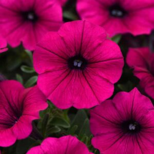 petunia-prm-wave-purple-improved