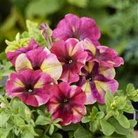 petunia-shake-raspberry