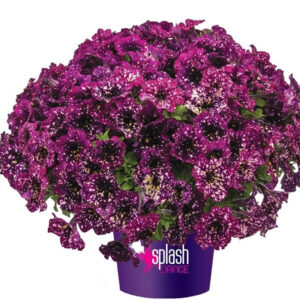 petunia-splash-dance-magenta-mambo