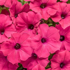 petunia-supertunia-vista-fuchsia