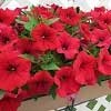 petunia-surfinia-deep-red