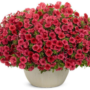 petunia-surfinia-mini-vista-scarlet
