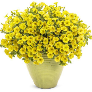 petunia-surfinia-mini-vista-yellow