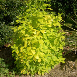 philadelphus-aureus
