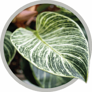 philodendron-birkin