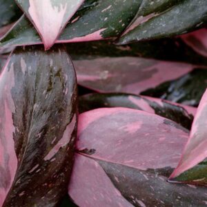 philodendron-pink-princess