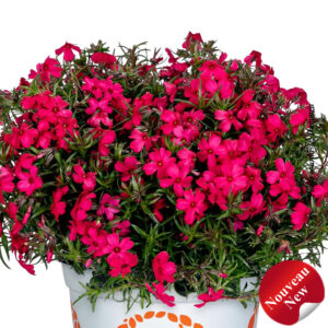 phlox-sub-dark-leaf-pink