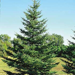 picea-glauca-epinette-blanche