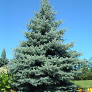 picea-pungens-fat-albert