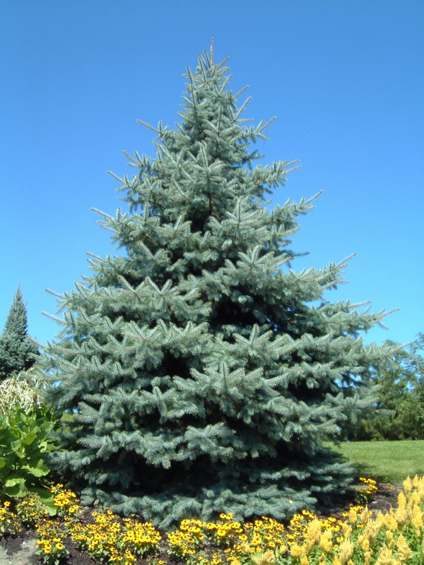 picea-pungens-fat-albert