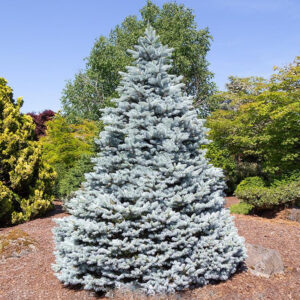 picea-pungens-monty