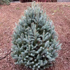 picea-pungens-scottie