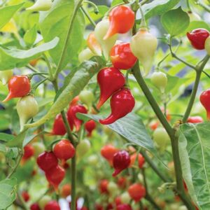 piment-biquinho