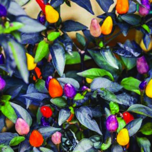 piment-fort-autumn-time-mix