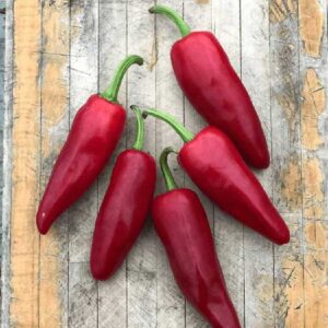 piment-gorria-de-type-espelette