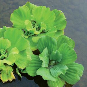 pistia-stratiotes-laitue-deau