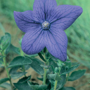 Platycodon Sentimental Blue