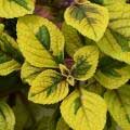 plectranthus-guacamole