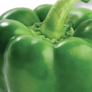 poivron-cali-wonderful-vert