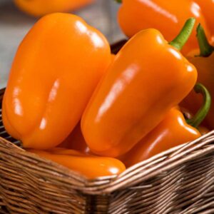 poivron-orange-blaze