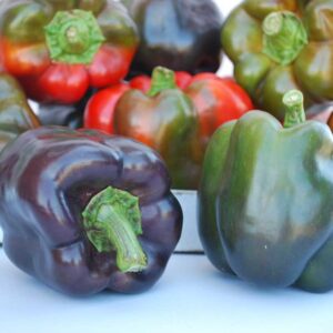 poivron-purple-beauty