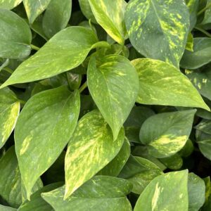 pothos-golden