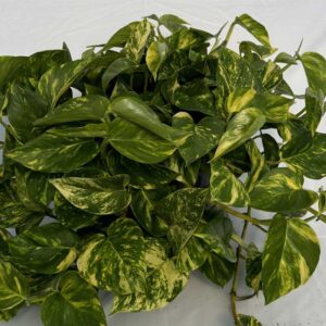 pothos-hawaiian