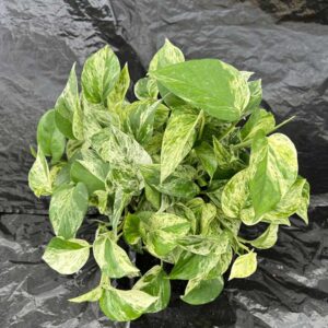 pothos-marble-queen