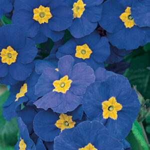 primula-p-g-bleu