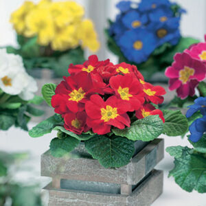 Primula vulgaris Mischung im √úbertopf