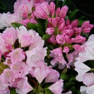 rhododendron-crete-rose-et-blanc