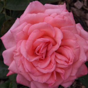 rosier-canada-blooms