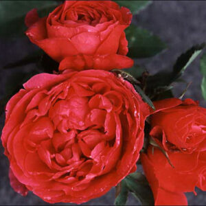 rosier-morden-ruby
