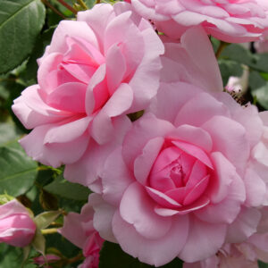 rosier-reminescent-pink