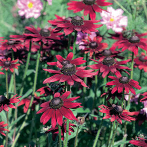 Rudbeckia hirta Cherry Brandy
