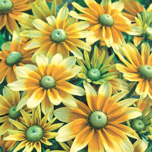 Rudbeckia hirta Prairie Sun