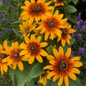 rudbeckia-minibeckia-flame