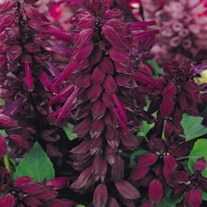 salvia-vista-purple