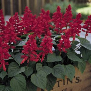 salvia-vista-red