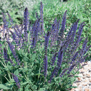 Salvia nemorosa Mainacht